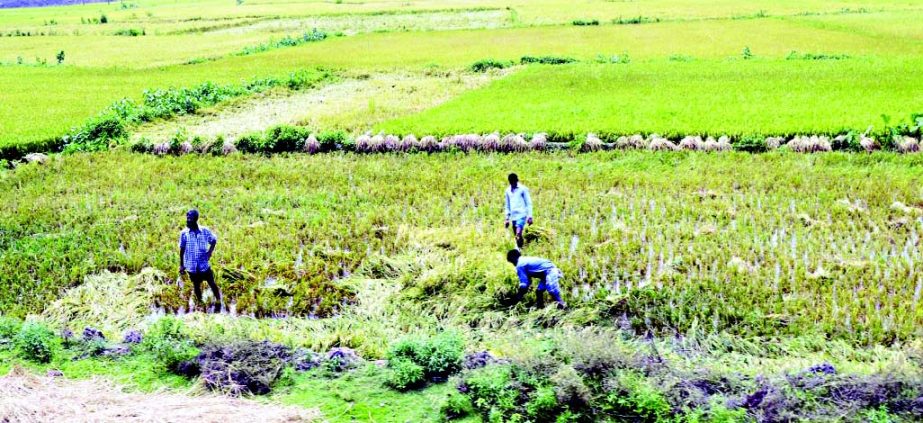 GAZIPUR: Farmers harvesting Boro paddy in advance as nor'wester has already damaged ripe paddy at Sreepur Upazila on Tuesday.