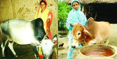 RANGPUR: Extreme poor char women changing their fortune through animal husbandry following effective implementation of the comprehensive Chars Livelihood Programme in ten riverine northern districts in recent years.