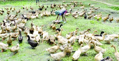 MYMENSINGH: A child taking care of ducks at a duck farm of Deyanganj village in Nandail Upazila on Thursday.