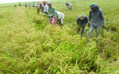 KISHOREGANJ: Farmers at Mithamoin Upazila in Mohisakandi haor start harvesting Boro paddy . This picture was taken on Friday.