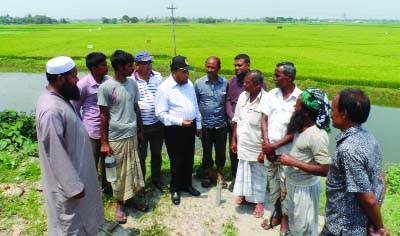 PABNA: Agriculturist Dr Khairul Islam Bashar visiting a paddy field at Santhia Upazila on Wednesday.