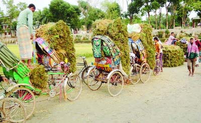 NASIRNAGAR(Brahmanbaria): Farmers in Nasirnagar Upazila taking harvested Boro paddy by rickshaws and vans to home on Friday.