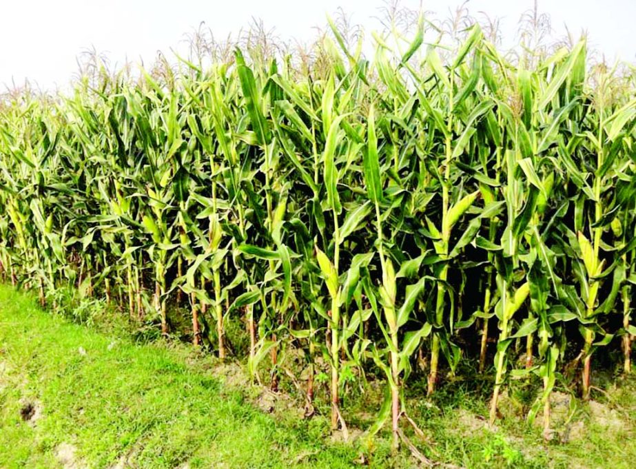 NARSINGDI: A view of maize field at Comalapur village in Sadr Upazila. This picture was taken on Saturday.