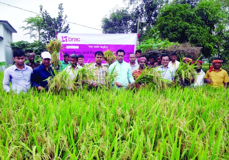 BOGRA: Farmers are harvesting Boro paddy in Bogra. This picture was taken on Tuesday.