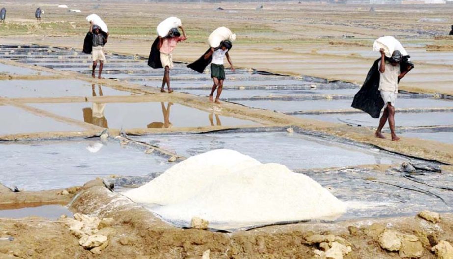 Salt cultivation at Pokkhali area in Cox's Bazar Sadar is gaining popularity.