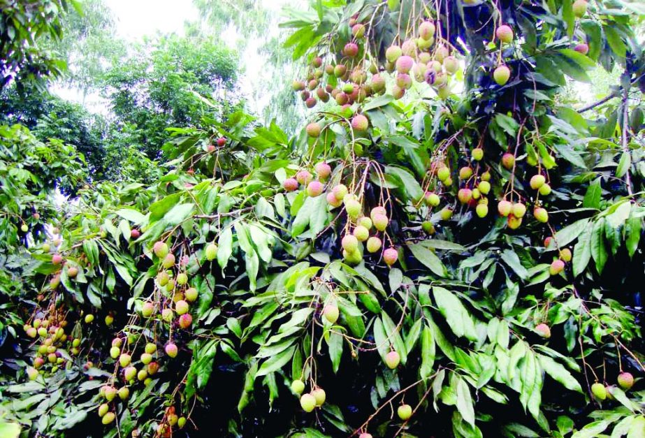NARSINGDI: A view of a lichi orchard in Razaidi village of Polash Upazila predicts bumper harvest this season. This picture was taken on Tuesday.