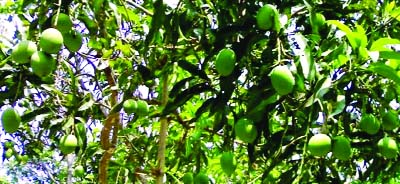 RANGPUR: Farmers expecting fibreless and testy local verity Haribhanga mangoes in Rangpur this season.