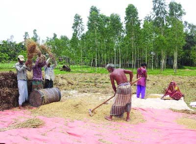 NARSINGDI: Farmers in Nrasingdi are busy in husking after harvesting Boro paddy. This picture was taken from Baluakandhi village of Raipura Upazila on Sunday.