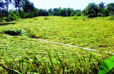 PABNA: Ripe paddy field at Atghoria Upazila has been badly damaged by nor'wester on Monday.