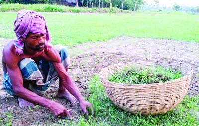 SIRAJGANJ; A farmer is busy in cleaning weeds from jute field. This picture was taken from Vayat village in Tarasa Upazila yesterday.