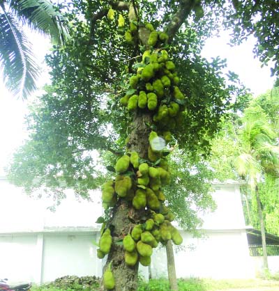 DUPCHANCHAI (Bogra): A view of a jackfruit tree in Dupchanchia Upazila on Wednesday.