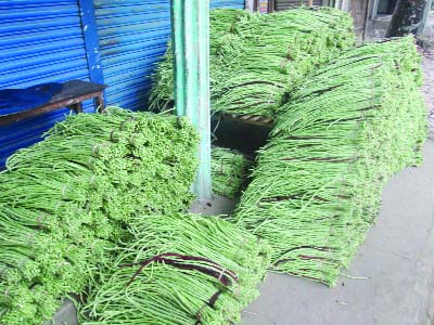 KULAURA(Moulvibazar): A view of harvested string bean in Moulvibazar.