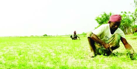 GAIBANDHA: Farmers in Gaibandha are busy cleaning weeds of their jute fields despite scorching sun. This picture was taken from Jamiyar Char village in Fulchhari Upazila on Sunday.