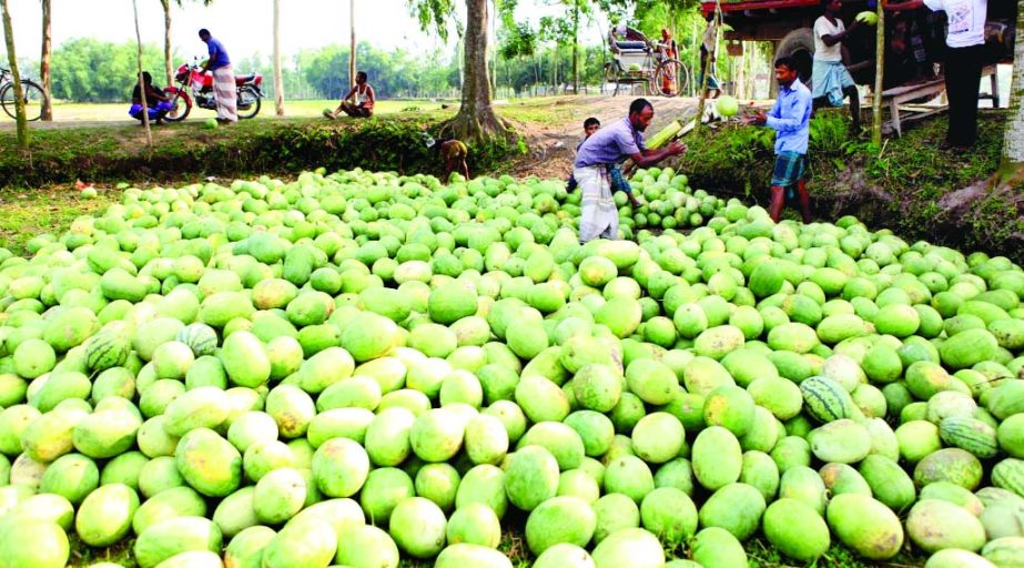 THAKURGAON: Farmers in Thakurgaon were unable to sell their late harvested watermelon due to excess transport cost. This picture was taken from Kotua area on Monday.