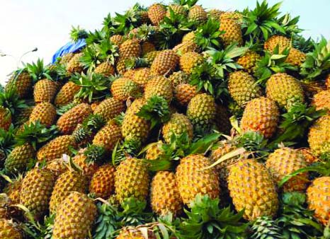 NARSINGDI: A view of harvested pineapple.