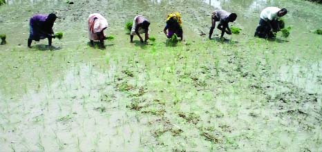 RANGPUR: Farmers continuing transplantation of off-season indigenous parija rice seedlings in full swing in a field in a village in Panchagarh Sadar Upazila on Monday.