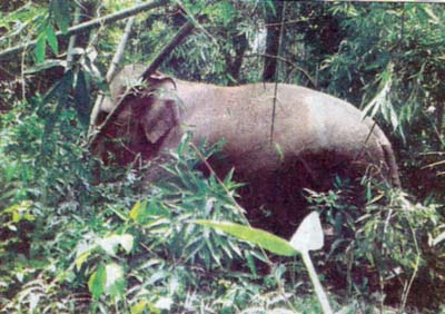 BAGERHAT: The elephant of a circus party has taken shelter in a bamboo garden after killing three persons in Mollarhat Upazila on Saturday.
