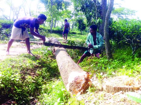 KULAURA(M'bazar): A view of illegally cutting trees in Kaliti Tea Garden. Nobody seems to care it.
