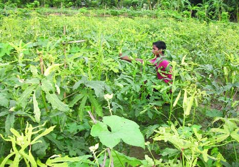 NARSINGDI: A view of ladies finger field at boruter kandi village under Shabipur upazila .