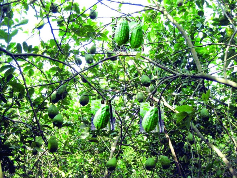 NARSINGDI: A view of Kalambo Lemon garden at village dattargaon under Shibpur upazila.