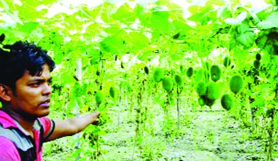 NARSINGDI: A view of a summer vegetables field at Jossore village in Shibpur Upazila.