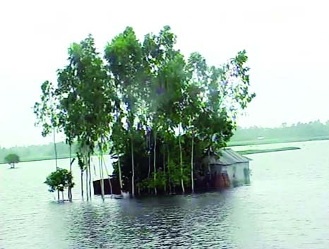 KURIGRAM: The low-lying areas of Jatrapur in Kurigram Sadar Upazila are water logged due to heavy rainfall. This picture was taken yesterday.