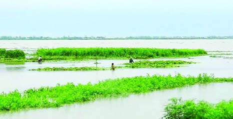 GAIBANDHA: About few thousand acres of jute fields are submerged by flood water in Gaibandha. This picture was taken from Chinirpotal area in Saghata Upazila on Sunday.