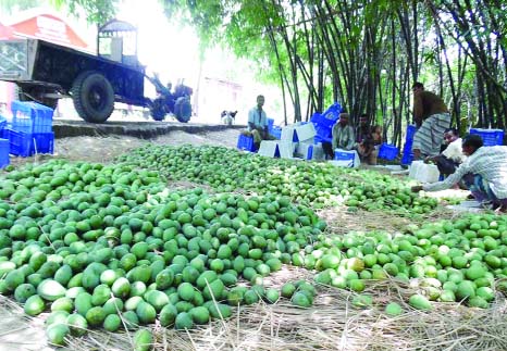 RAJSHAJI: Mango farmers in Rajshahi is in great agony as they are unable to keep their mangoes in tree or can sell them due to rough weather for few days. This picture was taken from Bagha Upazila on Wednesday.