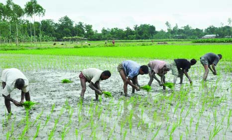 BOGRA: Farmers in Bogra are passing busy time planting Zirasail Paddy. This picture was taken from Sheikh Kola area on Sunday.