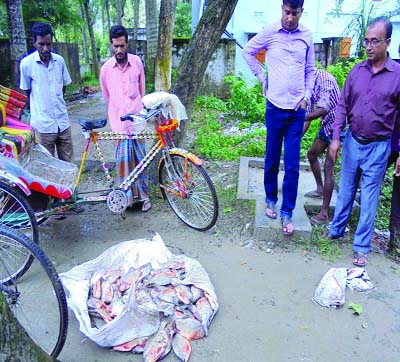 KISHOREGANJ: Mobile Court seized banned 200 kgs piranha fishes in Kishoreganj recently.