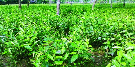 RANGPUR: Tea cultivation has been expanding fast enhancing economy of the sub-Himalayan Panchagarh district bringing solvency to local people and changing their life .