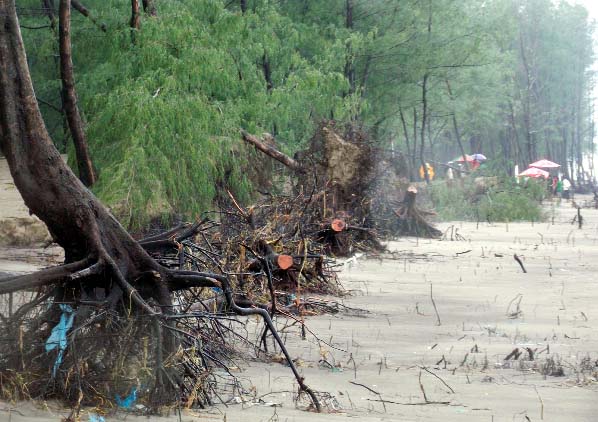 Jhau trees on Cox'sBazar sea beach are being uprooted due to flood. This picture was taken yesterday.