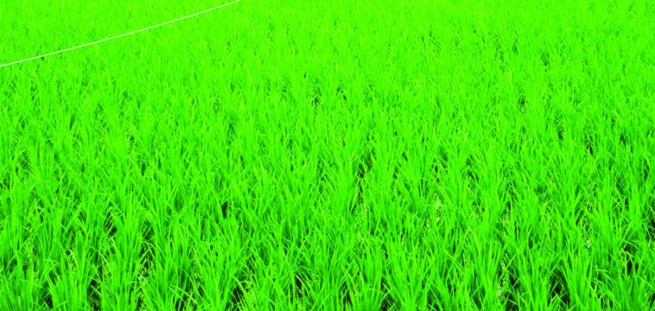 RANGPUR: The off -spring indigenous Parija Paddy plants growing excellent amid favourable climate condition in Gnagachara Upazila in Rangpur predicts bumper production this year.