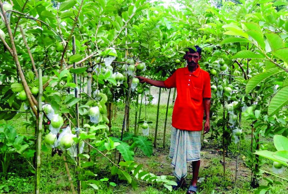 NARSINGDI: Farmer Abdul Kalam of Char Morjal village in Raipura Upazila showing guavas of his garden.