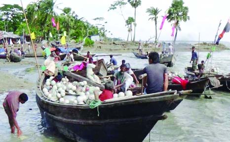 LAXMIPUR: Thousand of fishermen at Laxmipur Island in Meghna River are worried as facing hardship for scanty hilsa catches. This picture was taken on Wednesday.