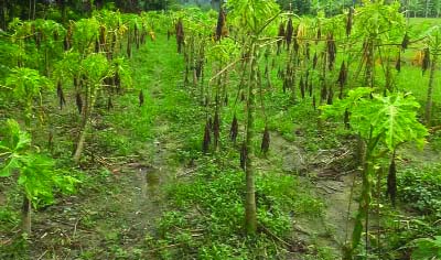 TANGAIL: Papaya trees were rotten due to continuous rainfall in different upazilas in Tangail. This picture was taken from Kutubpur village in Sakhipur Upazila on Friday.