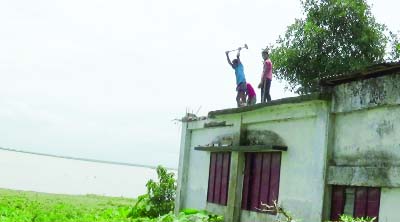 GAIBANDHA: Conductors breaking Gobindo Govt Primary School in Saghata Upazila as the school may be devoured by the Jamuna River erosion anytime.