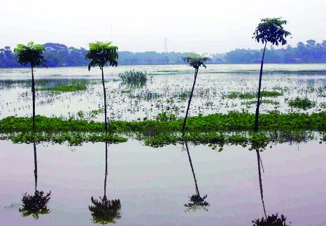 JESSORE : Fish ghers in Naopara have been submerged due to continuous rain for few days. This picture was taken from Sondhar cannel in Dhopadhe village on Sunday.