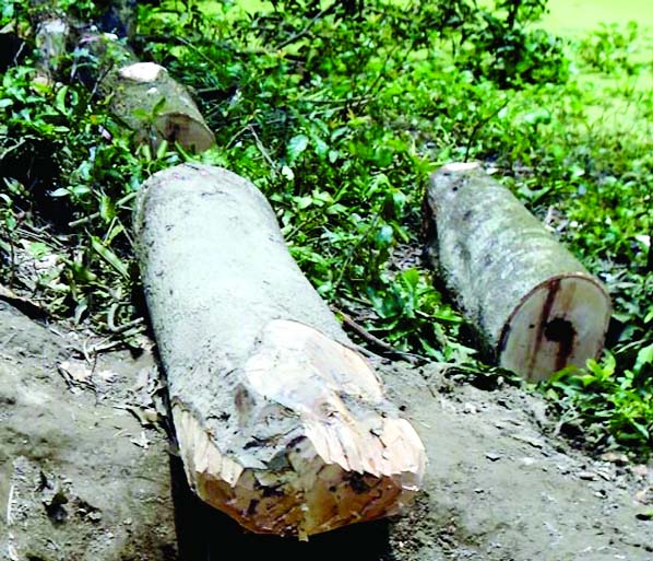 JAMALPUR: Miscreants cut down eight trees from roadsides of Putiapara Community Clinic at Melandah Upazial. This picture was taken on Monday.