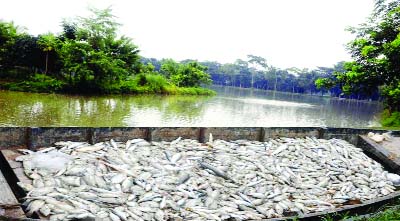 BARISAL: Miscreants have poisoned fish ghers of Md Shamsul Hassan in Madhobpasha Union and killed one lakh fish fries recently .