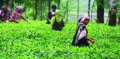 RANGPUR: The unemployed and distress women plucking green tea-leaves in gardens in Panchagarh to change their fortunes through achieving self-reliance in recent years.