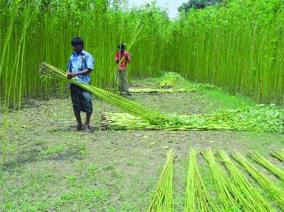 NARSINGDI: Farmers in Narsingdi are busy in harvesting of jute. This picture was taken from Puberghowan village in Shibpur Upazila on Friday..