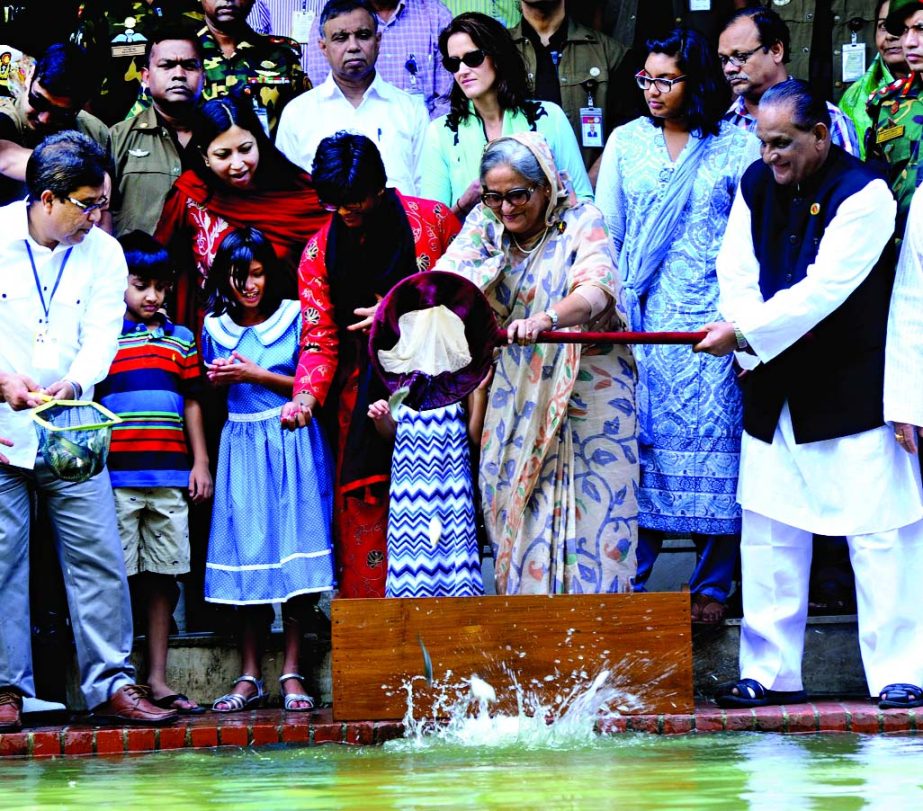 Marking the National Fisheries Week Prime Minister Sheikh Hasina releasing fish fry at the Ganabhaban pond on Wednesday.