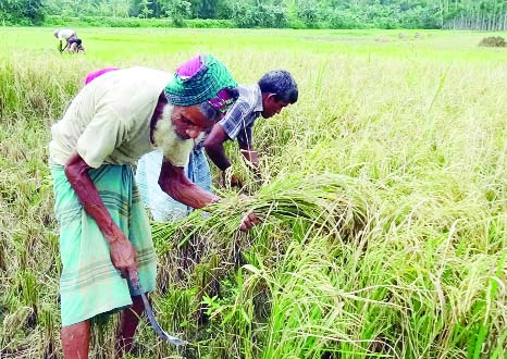 GAIBANDHA: Farmers in Gaibandha have started harvesting Aus paddy recently. This picture was taken from Sagata Upazila .