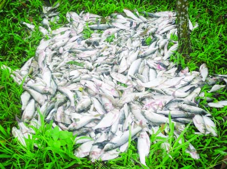 KULAURA (Moulvibazar): Miscrents have poisoned fishes worth Tk 5 lakh in a pond at Karimpur village in Kamalganj upazila under Moulvibazar on Saturday.