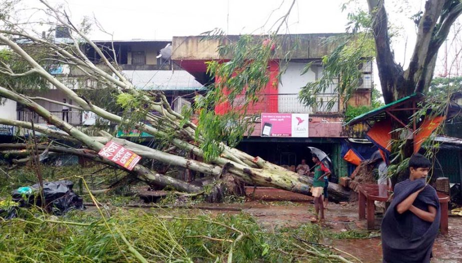 A number of trees were total destroyed by cyclon Komen in Coxâ€™s Bazar on Friday night.