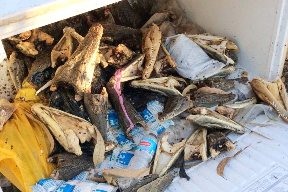 NT Police found the rotting crocodile heads in bushland outside Darwin.