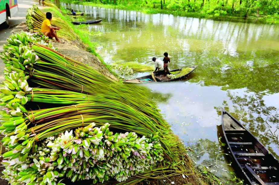 Low-income people collecting water lily from a water body to maintain their livelihood by selling it to the capital city. The snap was taken from Munshiganj area on Friday.