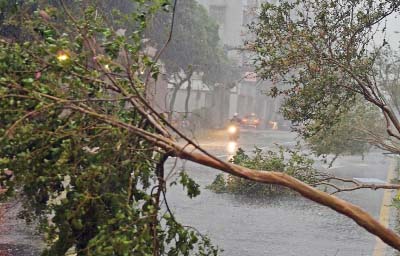 Damaged trees as typhoon Soudelor hits Taipei on Saturday.