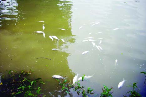 Sapahar (Naogaon):Miscreants poisoned a pond owned by Babupur Fisheries Cooperative Society in Sapahar Upazila and killed fishes worth about Tk three lakh on Thursday night.